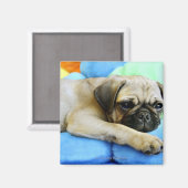 Pug leggen op kussens magneet (Voorkant / Achterkant)