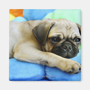 Pug leggen op kussens magneet