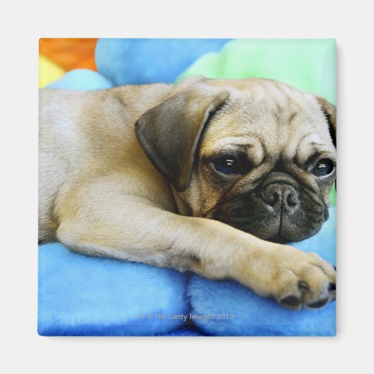 Pug leggen op kussens magneet (Voorkant)