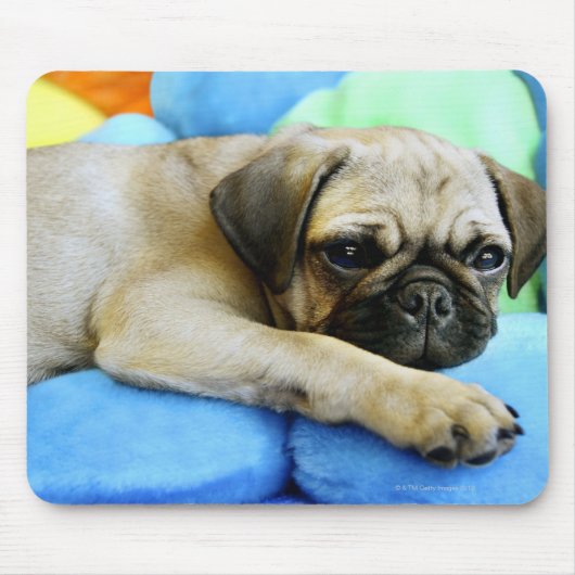 Pug leggen op kussens muismat (Voorkant)