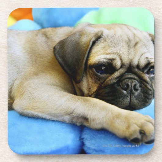 Pug leggen op kussens onderzetter (Voorkant)