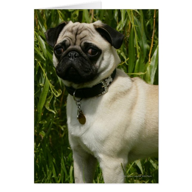 Pug Looking in camera (Voorkant)