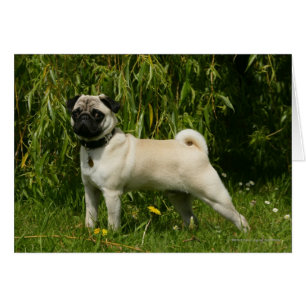 Pug Looking in camera