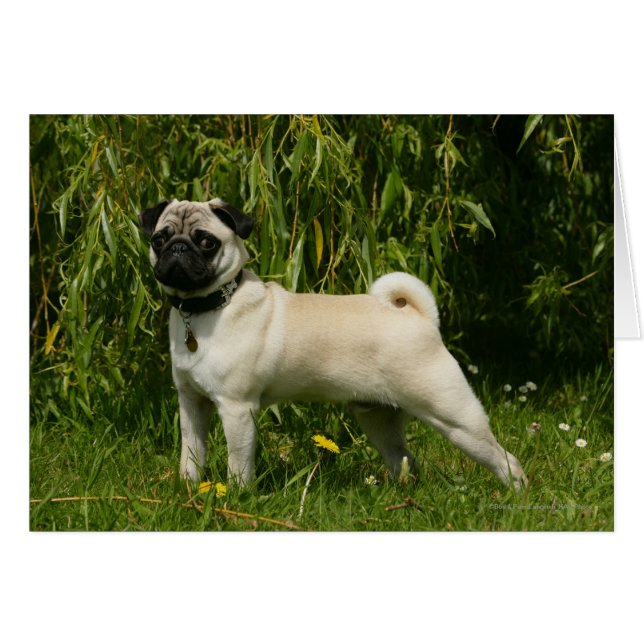 Pug Looking in camera (Voorkant Horizontaal)