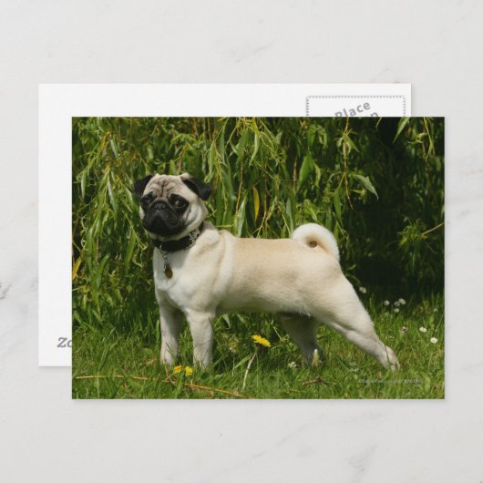 Pug Looking in camera Briefkaart (Voorkant / Achterkant)