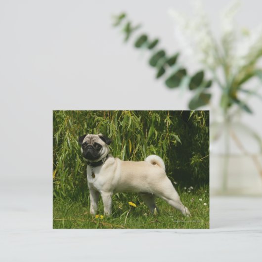 Pug Looking in camera Briefkaart (Staand voorkant)