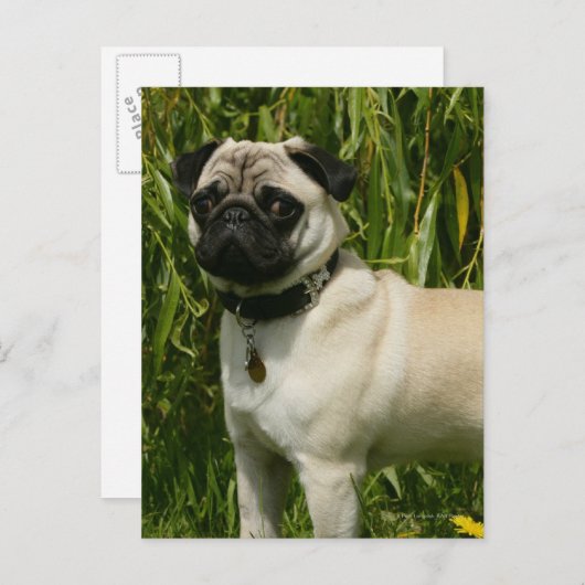 Pug Looking in camera Briefkaart (Voorkant / Achterkant)