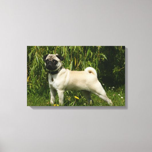 Pug Looking in camera Canvas Afdruk (Voorkant)