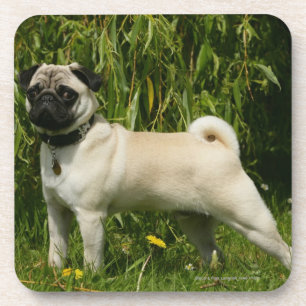 Pug Looking in camera Drankjes Onderzetter