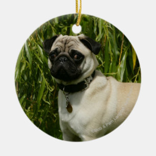 Pug Looking in camera Keramisch Ornament