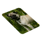 Pug Looking in camera Magneet (Rechterzijde)