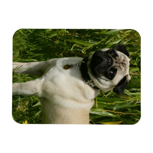 Pug Looking in camera Magneet (Horizontaal)