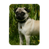Pug Looking in camera Magneet (Verticaal)