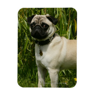 Pug Looking in camera Magneet