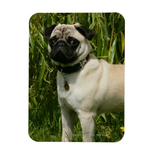 Pug Looking in camera Magneet (Verticaal)