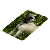 Pug Looking in camera Magneet (Linkerzijde)