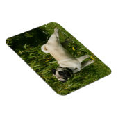 Pug Looking in camera Magneet (Rechterzijde)