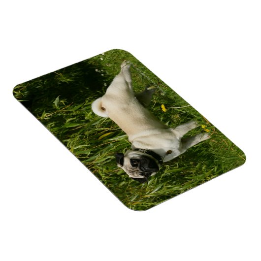 Pug Looking in camera Magneet (Rechterzijde)