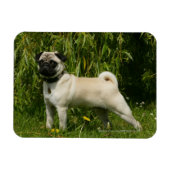 Pug Looking in camera Magneet (Horizontaal)