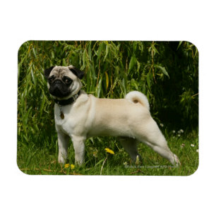 Pug Looking in camera Magneet