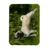 Pug Looking in camera Magneet (Verticaal)