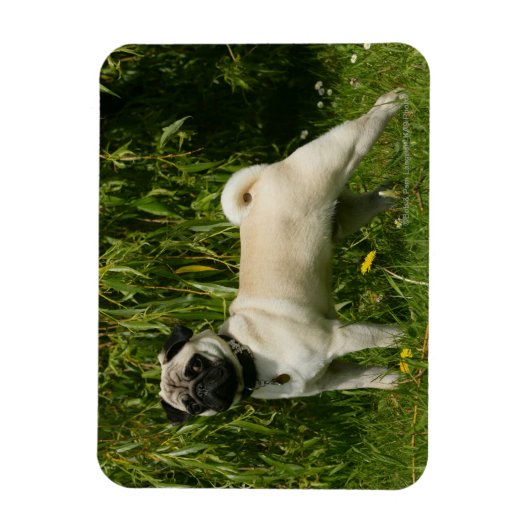 Pug Looking in camera Magneet (Verticaal)