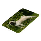 Pug Looking in camera Magneet (Linkerzijde)