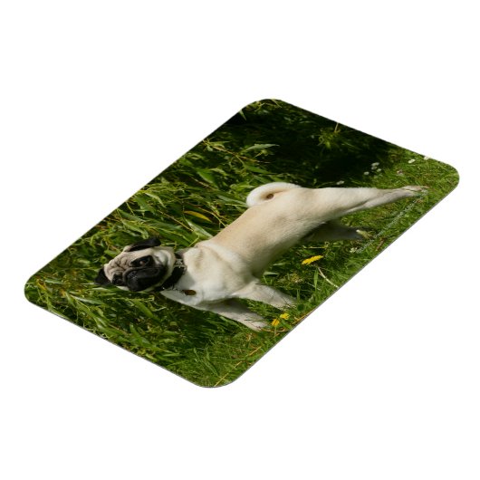 Pug Looking in camera Magneet (Linkerzijde)