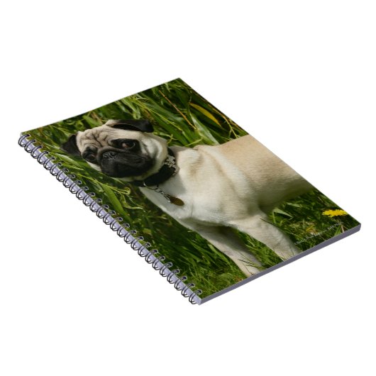 Pug Looking in camera Notitieboek (Rechterzijde)