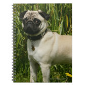 Pug Looking in camera Notitieboek (Voorkant)