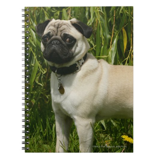 Pug Looking in camera Notitieboek (Voorkant)