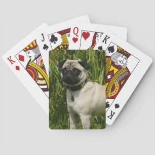 Pug Looking in camera Pokerkaarten
