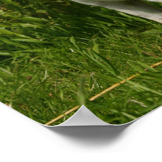 Pug Looking in camera Poster (Hoek)