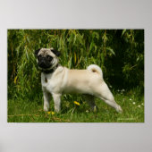 Pug Looking in camera Poster (Voorkant)