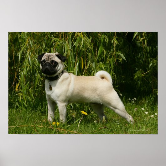 Pug Looking in camera Poster (Voorkant)