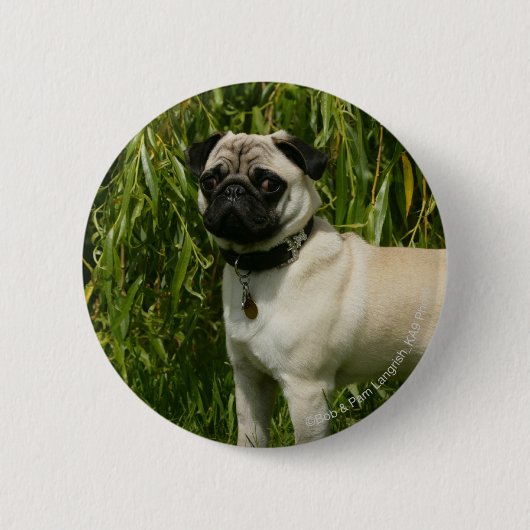Pug Looking in camera Ronde Button 5,7 Cm (Voorkant)