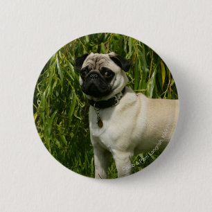 Pug Looking in camera Ronde Button 5,7 Cm