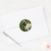 Pug Looking in camera Ronde Sticker (Envelop)