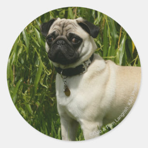 Pug Looking in camera Ronde Sticker