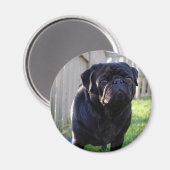 Pug Magnet (Voorkant / Achterkant)