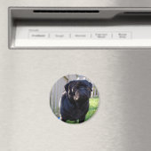 Pug Magnet (Insitu (Vaatwasser))