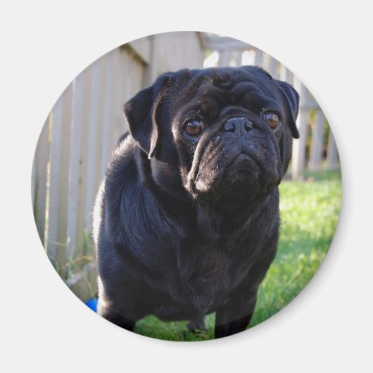Pug Magnet (Voorkant)