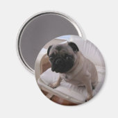 Pug Magnet Machi (Voorkant / Achterkant)