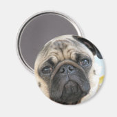 Pug me magneet (Voorkant / Achterkant)