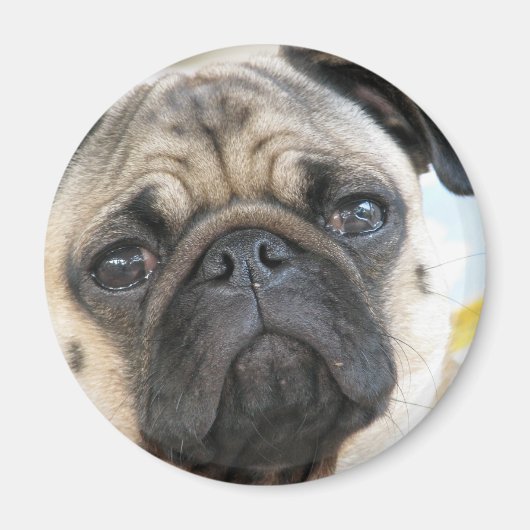 Pug me magneet (Voorkant)