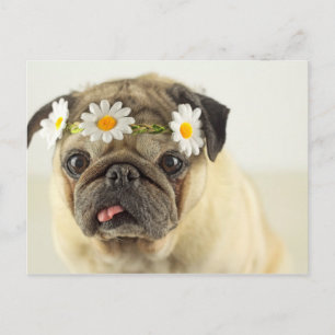 Pug met Daisy Crown Briefkaart
