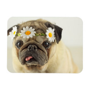 Pug met Daisy Crown Magneet