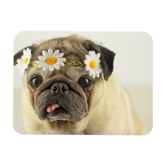 Pug met Daisy Crown Magneet (Horizontaal)