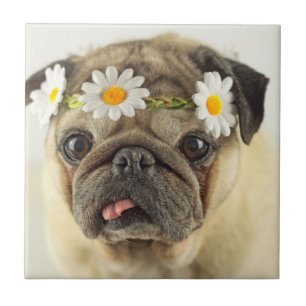 Pug met Daisy Crown Tegeltje