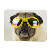 Pug met Goggles Magneet (Horizontaal)